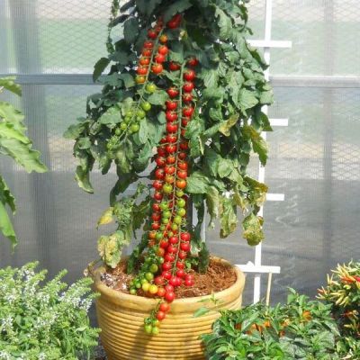 50 เมล็ด เมล็ดมะเขือเทศ สายพันธุ์ มะเขือเทศเชอรี่ ทานสด บอนไซ ของแท้ 100% อัตราการงอก 70-80% Tomato seed มีคู่มือปลูก ปลูกในกระถางได้ USA Product