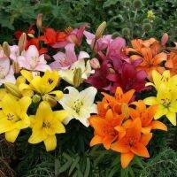 20 เมล็ดพันธุ์ ต้นดอกลิลลี ดอกลิลลี่ Lily Seeds. Lilies (Lilium spp.) ดอกไม้  ที่แทนสัญลักษณ์แห่งความรัก อัตราการงอก 80-85%