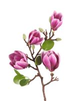 【DT】 hot  One Latex Magnolia 4 Heads 26" Simulation Real Touch Magnolia Denudata Flower Branches for Wedding Decorative Artificial Flowers