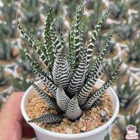 ( Promotion+++) คุ้มที่สุด ม้าลายเส้นใหญ่ Haworthia fasciata Big Band ไม้อวบน้ำ กุหลาบหิน cactus&amp;succulentหลากหลายสายพันธุ์ ราคาดี พรรณ ไม้ น้ำ พรรณ ไม้ ทุก ชนิด พรรณ ไม้ น้ำ สวยงาม พรรณ ไม้ มงคล