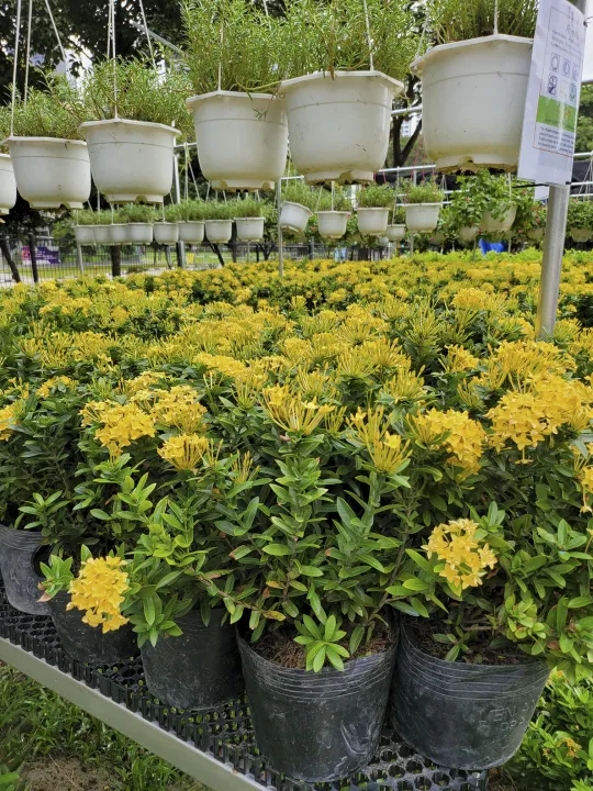 Ixora siamensis (0.4-0.5mH) - Ornamental Flowers/ Ornamental Foliage/  Flowery plants | Lazada Singapore