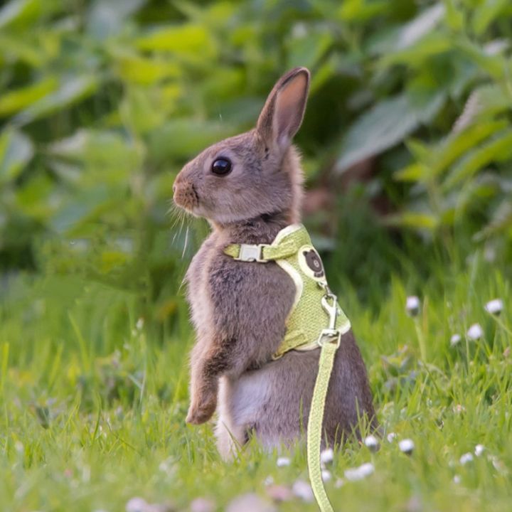 pets-baby-ชุดสายรั้งควบคุมกระต่ายน่ารักเครื่องประดับสัตว์เลี้ยงกระต่าย-สัตว์เลี้ยงขนาดเล็กเครื่องประดับรูปกระต่ายปลอกคอกระต่ายหมีเท็ดดี้แบร์