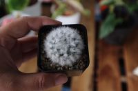 Mammillaria Bocasana cv. multilanata: แมมขนแกะ