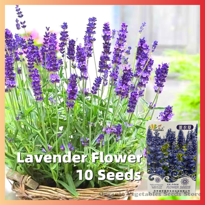 100 Original 10 Seeds Lavender Flower Seeds for Planting Benih Bunga