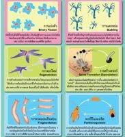 โปสเตอร์สื่อการสอน EQ 238 การสืบฟันธุ์แบบไม่อาศัยเพศต้นไม้   หุ้มพลาสติก ขนาด 50 * 70 cm