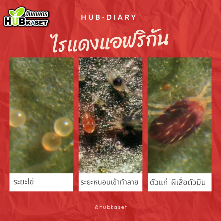 รีเบนล่า-100กรัม-ไพริดาเบน-ป้องกันกําจัดไรศัตรูพืช-เช่น-ไรแดงแอฟริกัน-ไรแดงมะม่วง-ไรแดงกระเจี๊ยบ