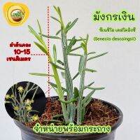 Cactus แคสตัส : ซีเนซิโอ (ไม้อวบน้ำ)มังกรเงิน) ความสูงต้นคละ 10-15 ซม.