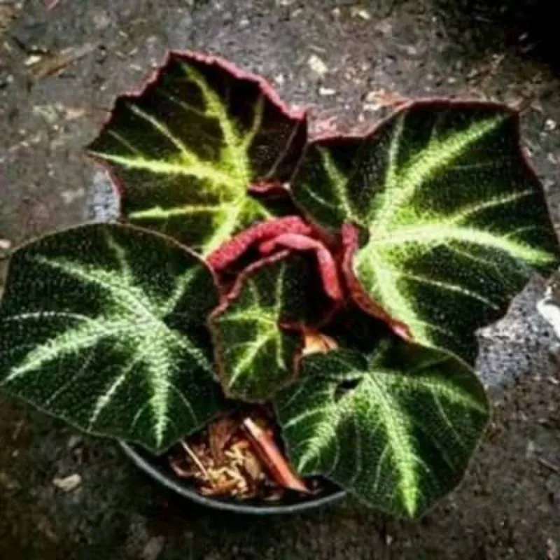 tanaman hias daun begonia alur hijau [karpet merah] | Lazada Indonesia