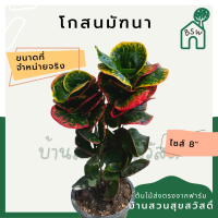 โกสนมัทนา ส่งพร้อมกระถาง 8 นิ้ว สีสวยตลอดปี ต้นไม้มงคล ความหมายสี สีกัดสวย