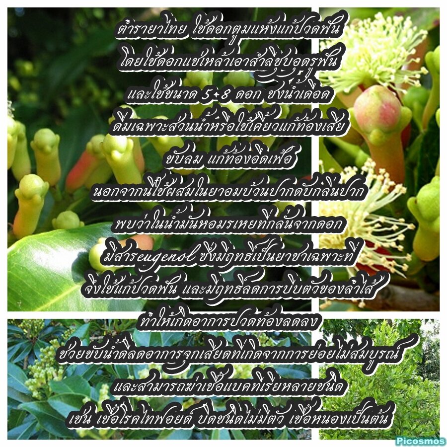รำมะนาด