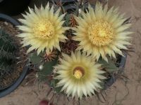 ??เมล็ดเฟโร่เล็บเหยี่ยว??  Ferocactus peninsulae 190-200 เมล็ด เมล็ดกระบองเพชร  เมล็ดแคคตัส