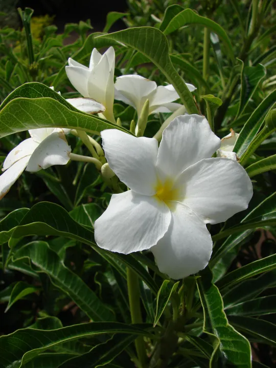 white kalachuchi plumeria flower tree seeds frangipani bridal bouquet ...