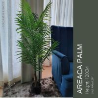 Areca Palm 140CM - ต้นหมาก 140 ซม.