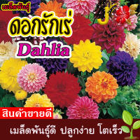 เมล็ดพันธุ์ ดอกรักเร่คละสี (Dahlia Flower Mix Seed) บรรจุ 30 เมล็ด คุณภาพดี ถูก ของแท้ 100% ราคาถูก #เมล้ดพันธุ์