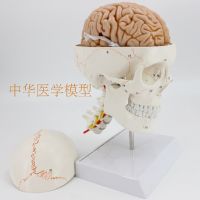 One to one medical simulation skeleton model of human skull anatomy of the skull specimens digital coding identification