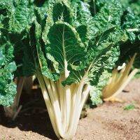 50 เมล็ด สวิสชาร์ตสีเขียว - Fordhook Swiss Chard (ปลูกง่ายทนแดดจัด ใบใหญ่สวย ทานอร่อย เหมือนผักกาดบ้านเรา)