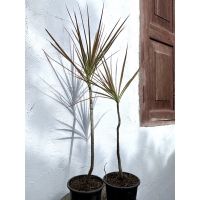 ยอดฮิต ต้นเข็มสามสี rainbowtree dragon tree ตกแต่งห้องสวย ฟอร์มมินิมัล มี 2 ขนาด ทักแชทเลือกต้นได้ค่ะ ขายดี ต้นไม้ ฟอก อากาศ กระถาง ต้นไม้ ไม้ ประดับ ต้นไม้ ปลูก ใน บ้าน