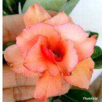 12 เมล็ด เมล็ดพันธุ์ ชวนชม สายพันธุ์ไต้หวัน ดอกสีส้ม Adenium Seed กุหลาบทะเลทราย Desert Rose ราชินีบอนไซ เปอร์เซ็นการงอก  80-90% มีคู่มือปลูก