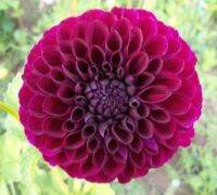 เมล็ดพันธุ์ dahlia pinnata pompon 30 เมล็ด เมล็ดพันธุ์นำเข้าจากอังกฤษ