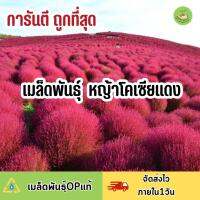 ถูกที่สุด เมล็ดพันธุ์ หญ้าโคเซียแดง