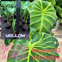 colocasia yellow widow  ไหลเยลโล่วิโดว์ 1 กระถาง เป็นต้นแยกหน่อ หัวเหง้า ส่งพร้อมกระถาง