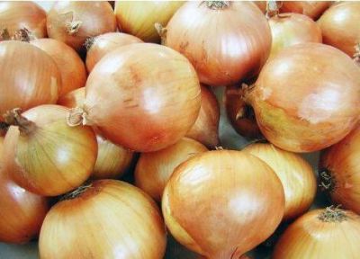 100 เมล็ด เมล็ดหอมหัวใหญ่ สายพันธุ์ หอมใหญ่ คริสติน Allium cepa ของแท้ 100% อัตรางอก 70-80% Onion seeds มีคู่มือปลูก