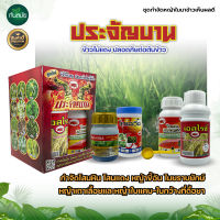 ประจัญบาน  สูตรใหม่ ชุดกำจัดหญ้าในนาข้าวเห็นผลดี ชุดประจัญบานเข้แดง สูตรใหม่ ชุดกำจัดหญ้าในนาข้าวเห็นผลดี