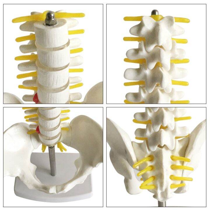 small-medical-human-hip-male-pelvic-model-with-five-lumbar-sacral-coccygeal-vertebra-bone-model