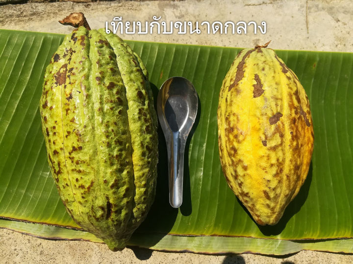 ผลโกโก้สด-1-kg-ขนาดกว้าง-8-9cm-ยาว-17-20-cm-ขนาดใหญ่-2-ลูก-1กก-น้ำหนักต่อ1ลูกหนัก4-5ขีดขึ้นไปหาก-2-ลูกรวมกันไม่ถึง-1-กก-จะแถมลูกหนัก-4-ขีดขึ้นไปเพิ่มอีก-1-ลูก-ถ่ายรูปให้ดูก่อนส่ง