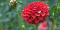 1 หัว/ออเดอร์ รักเร่ Dahlia Bulbs สายพันธุ์ Lollipop หัวรักเร่ ดอกไม้ หัวหน่อ เหง้า นำเข้า เนเธอร์แลน หัวสดใหม่