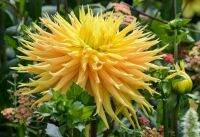 1 หัว/ออเดอร์ รักเร่ Dahlia Bulb สายพันธุ์ Dame Deirdre หัวรักเร่ ดอกไม้ หัวหน่อ เหง้า นำเข้า เนเธอร์แลน หัวสดใหม่