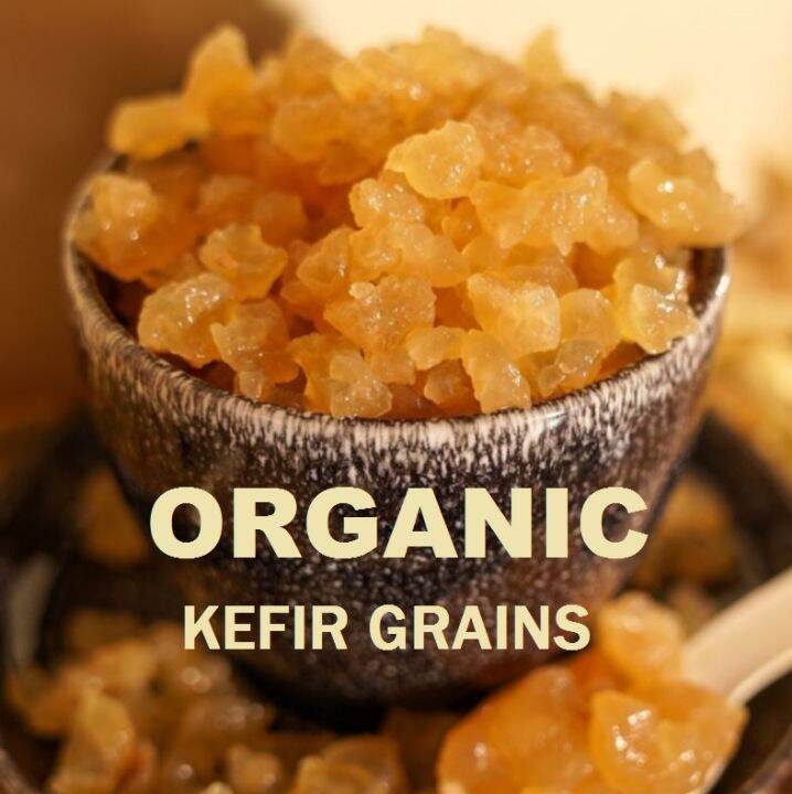 Water Kefir Grains Probiotic Water Kefir Grain KEFIR / 克菲尔颗粒 (Active Grains) Lazada