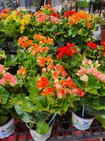 บีโกเนียดอก Begonia กุหลาบนางฟ้า กระถาง 6 นิ้ว บีโกเนียใบมันเป็นไม้ประดับที่นิยมปลูกในบ้านเรา เพราะมีใบเป็นมันสวยและดอกมีสีสันสวย ปลูกประดับได้ทั้งใบและดอก ชอบแดดรำไรและอากาศค่อนข้างเย็น