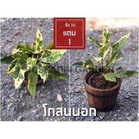 ต้นโกสนพันธุ์ โกสนด่างฟิลิปปินส์ ไซส์สูง 15-20 เซนติเมตร ซื้อ 10 แถม 1  (จัดส่งแบบถอดกระถาง+รับประกันสินค้า)