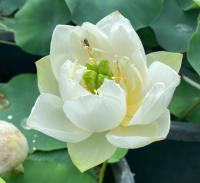 10 เมล็ดบัว สายพันธุ์ DIAMOND DUST Lotuses Flower Seeds สีขาว บัวหลวงนอก บัวสาย บัวไหว้พระ ดอกใหญ่ ประดับบ้าน ตกแต่งสวน