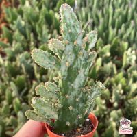 ( PRO+++ ) โปรแน่น.. Opuntia Monacantha Variegata แคคตัส เพชร cactus&amp;succulent ราคาสุดคุ้ม พรรณ ไม้ น้ำ พรรณ ไม้ ทุก ชนิด พรรณ ไม้ น้ำ สวยงาม พรรณ ไม้ มงคล