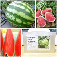 เมล็ดพันธุ์ แตงโมคิมสันสวีท (Crimson Sweet Watermelon Seed) 30 เมล็ด คุณภาพดี ราคาถูก ของแท้