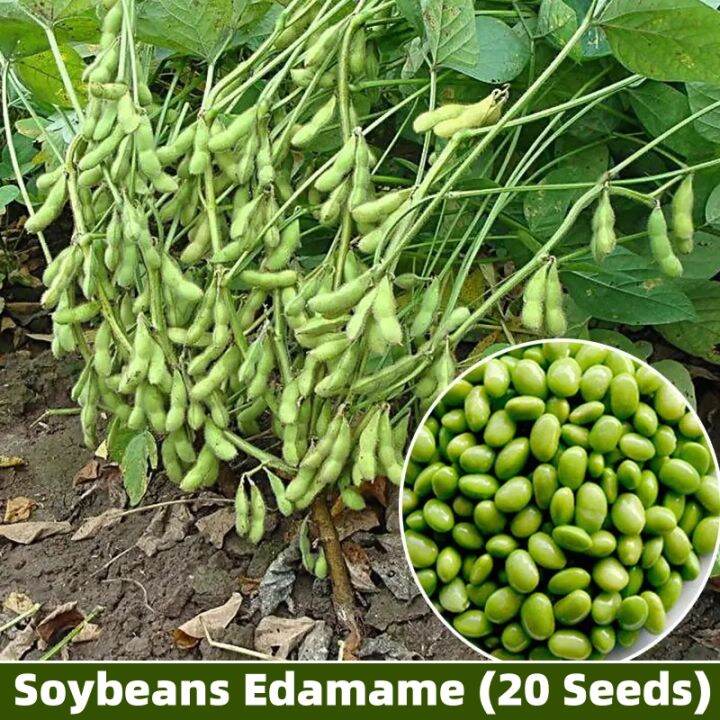 100% Germination High Yield Organic Green Soybeans Edamame Seeds Fresh ...