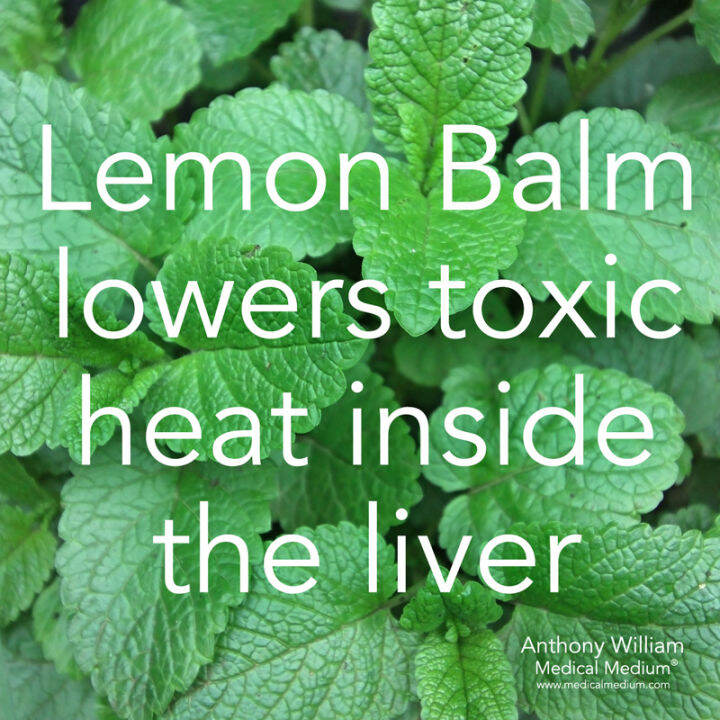 lemon-balm-tea-caffeine-free-20-tea-bags-1-27oz-36g