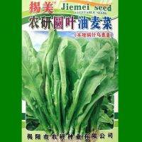 Chaoshan characteristic round-leaf lettuce black coriander balcony garden easy to grow vegetable