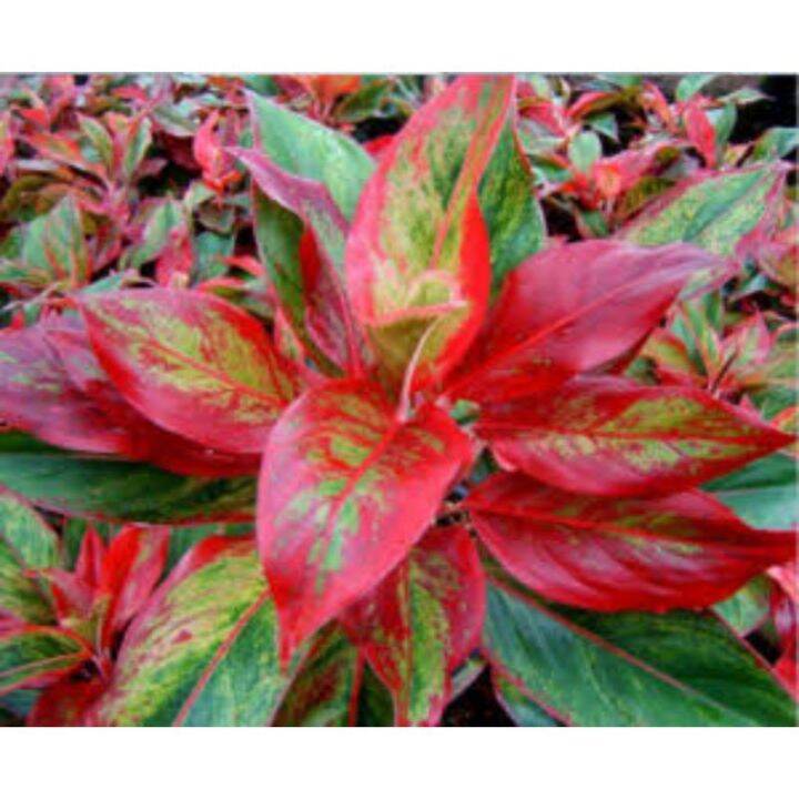 Aglaonema Suksom Jaipong with FREE white plastic pot, pebbles and