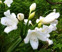 หัวหน่อ ว่านมหาบัว ดอกขาว Crinum moorei ดอกสวย กลิ่นหอมฟุ้งกระจาย เป็นว่านศิริมงคล