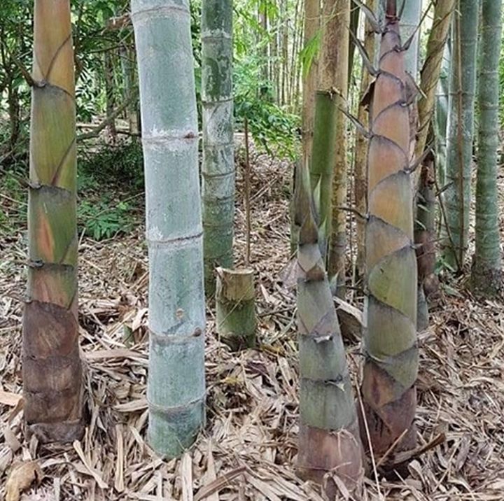 ขายส่ง-100-เมล็ด-เมล็ดไผ่ซางหม่น-dendrocalamus-sericeus-ไผ่นวลราชินี-ไผ่-ไม้ไผ่-bamboo-พืชตระกูลหญ้า-หญ้ายักษ์-พืชเศรษฐกิจ-สายพันธุ์ไผ่-เครื่องจักรสาน