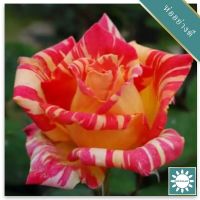 30 เมล็ด เมล็ดพันธุ์ กุหลาบ Dragon Rose Seeds สี ส้ม-ขาว ดอกใหญ่ นำเข้าจากต่างประเทศ พร้อมคู่มือ เมล็ดสด ใหม่