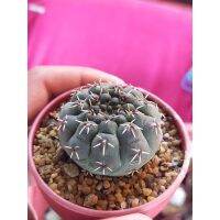 HOT** ยิมโนวัตตารี่ Gymnocalycium Vatteri ขนาดประมาณ 4-5เซน ส่งด่วน พรรณ ไม้ น้ำ พรรณ ไม้ ทุก ชนิด พรรณ ไม้ น้ำ สวยงาม พรรณ ไม้ มงคล