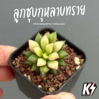 Anacampseros rufescens ลูกชุบกุหลาบทราย #แคคตัส กระบองเพชร cactus&amp;succulent