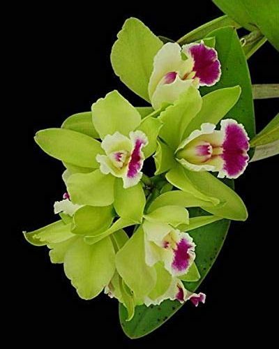 30-เมล็ดพันธุ์-เมล็ดกล้วยไม้-แคทลียา-cattleya-orchids-orchid-flower-seed-อัตราการงอก-80-85