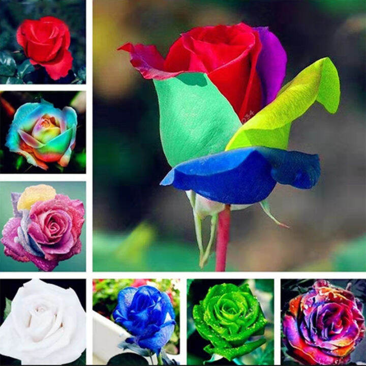Buto Ng Bulaklak 70seeds Colorful Rose Flower Seed for Sale (Mixed Colors 70 Pcs/pack) Japanese