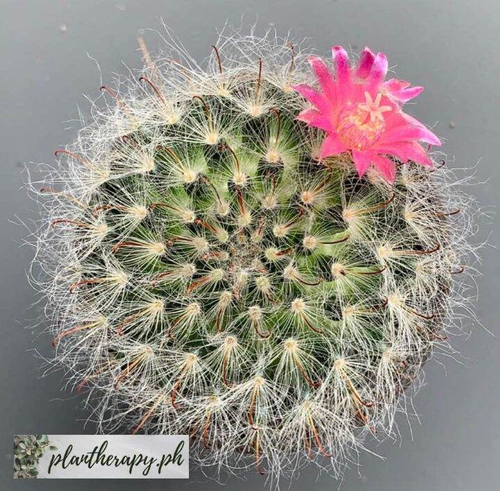 Powder Puff Cactus (Mammillaria Bocasana) Free pot and white pebbles