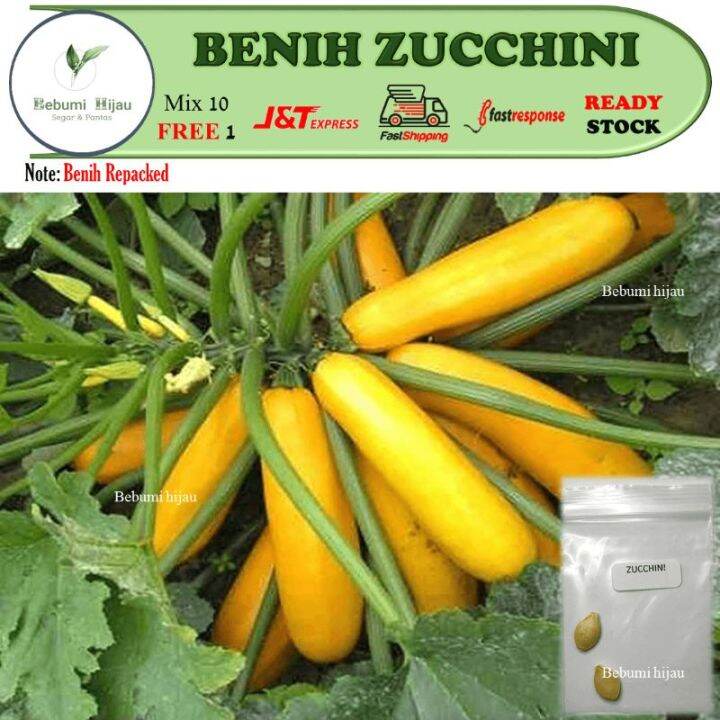 2 biji BENIH ZUCCHINI seeds Lazada